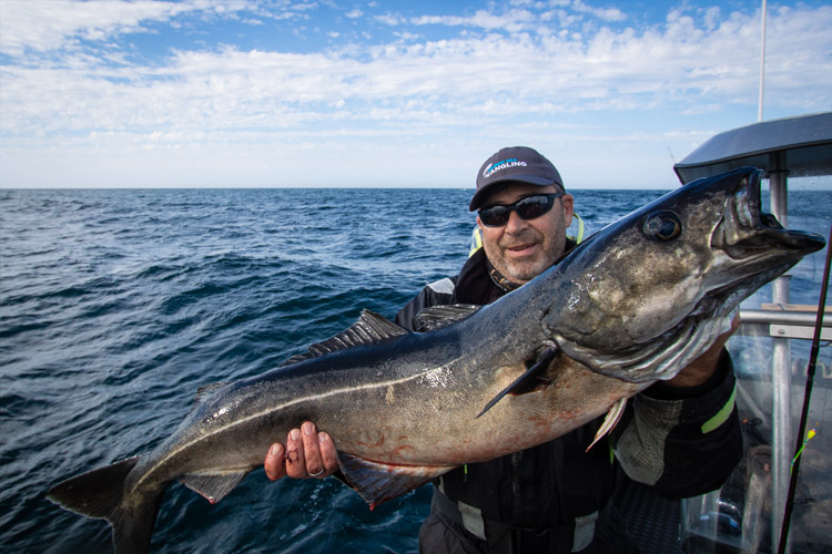 Nappstraumen, Lofoten Islands Fishing Report 27th June 2022