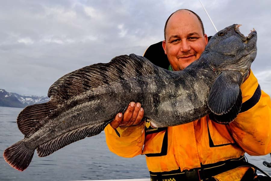 freshwater wolf fish species