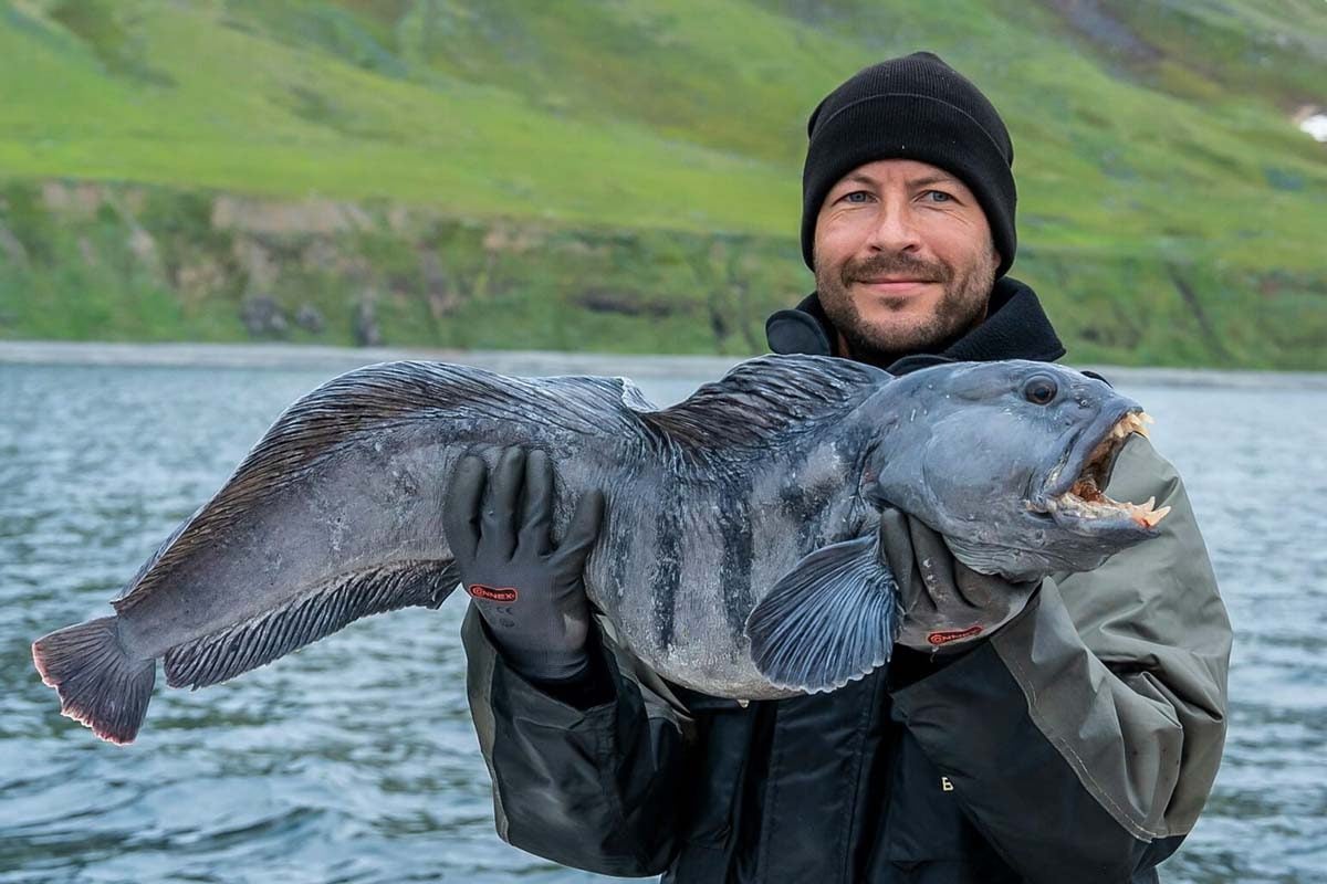 freshwater wolf fish species