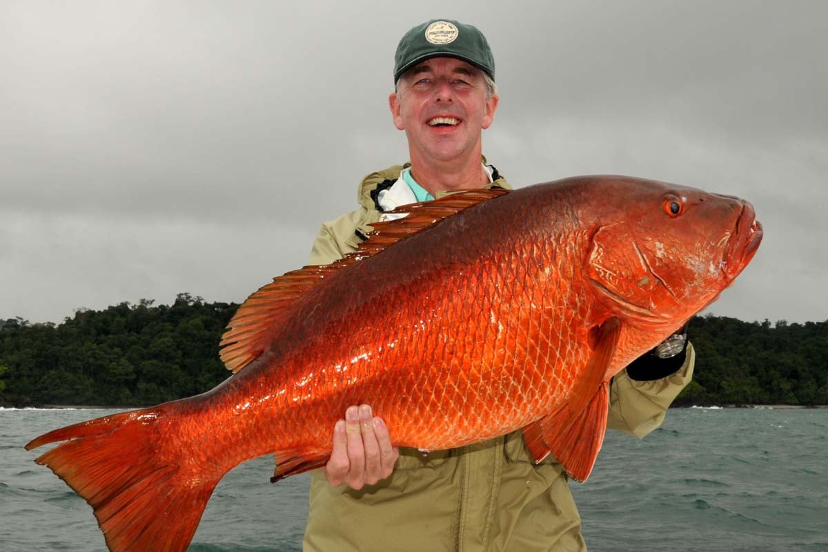 Fish of Florida: Atlantic Cubera Snapper (Lutjanus cyanopterus