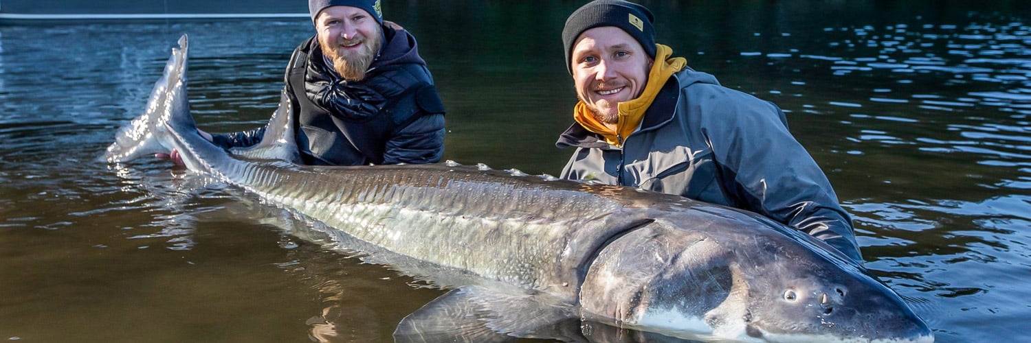 Sturgeon Fishing Holidays Canada, Fraser River