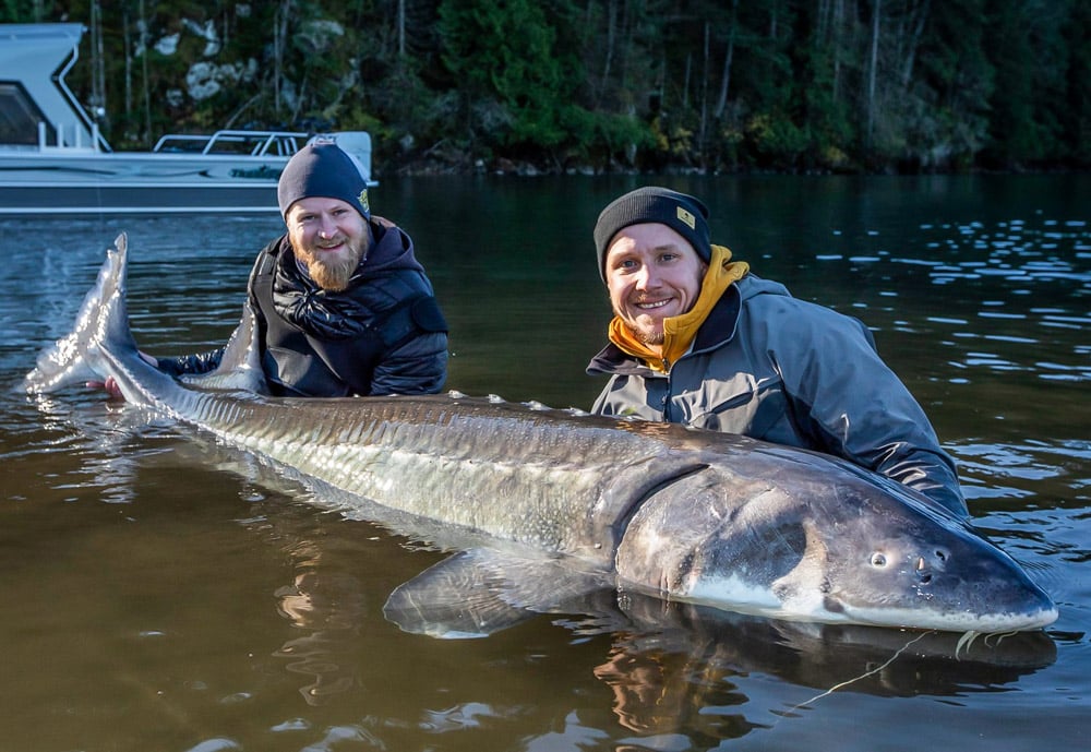 Sturgeon Fishing Holidays Canada, Fraser River