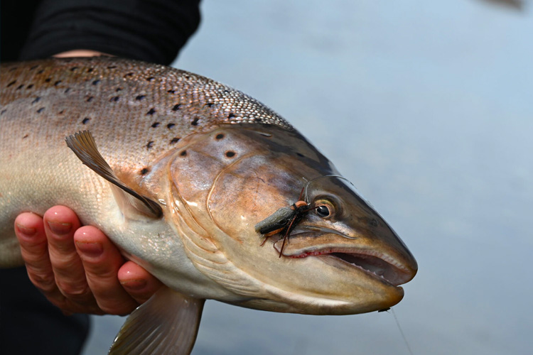 Addicted Ak Angler - Marlin LeFever, What's your favorite thing about steelhead  fishing?!