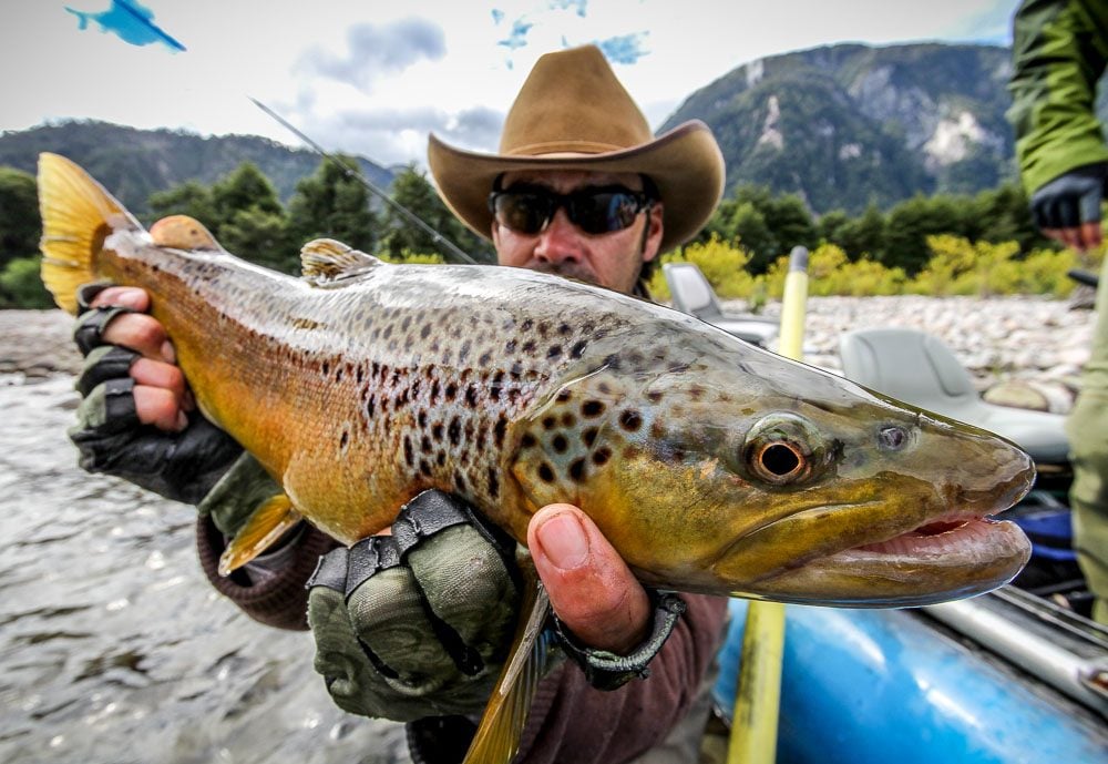 Brown Trout Fishing, Freshwater Fly