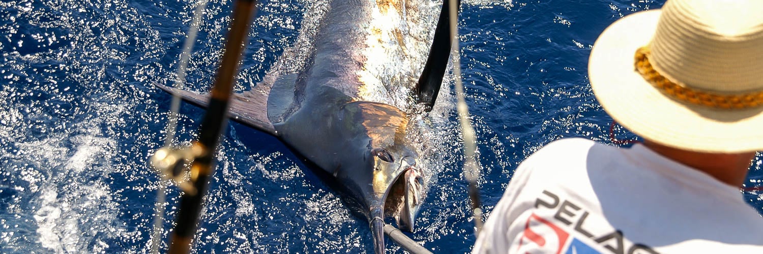 Blue Marlin Fishing Madeira