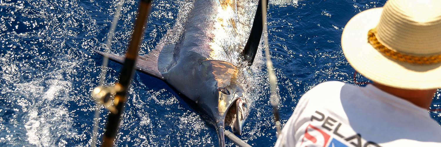 Blue Marlin Fishing, Big Game & Blue Water