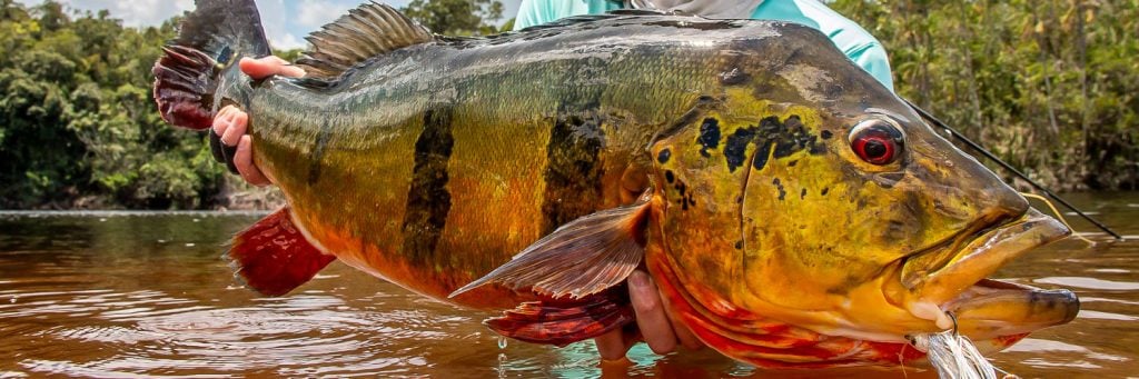 Peacock Bass Fishing | Freshwater Fly | Sportquest Holidays