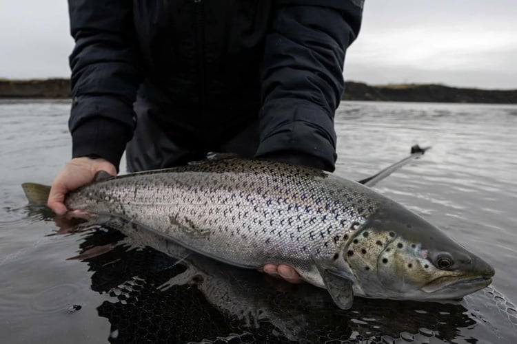 Battle Hill Fishing Report Season Summary 2025 | Sportquest Holidays